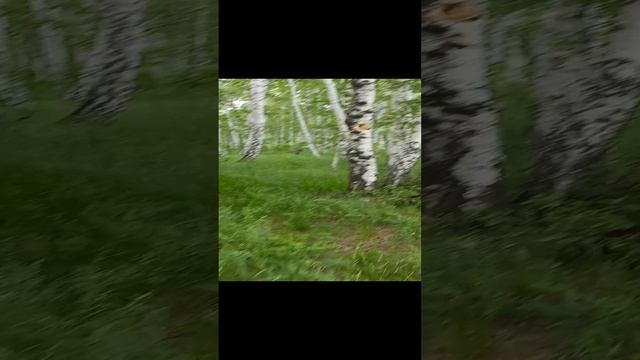 Лукас