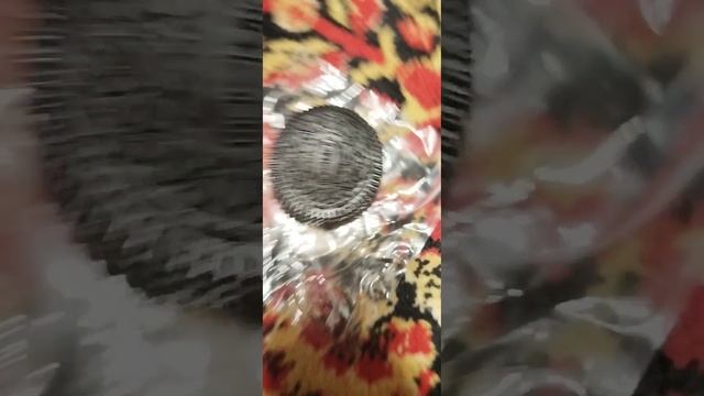 опять таба сквиши