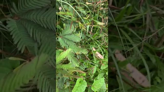 What happen when you touch Chui-Mui plant.