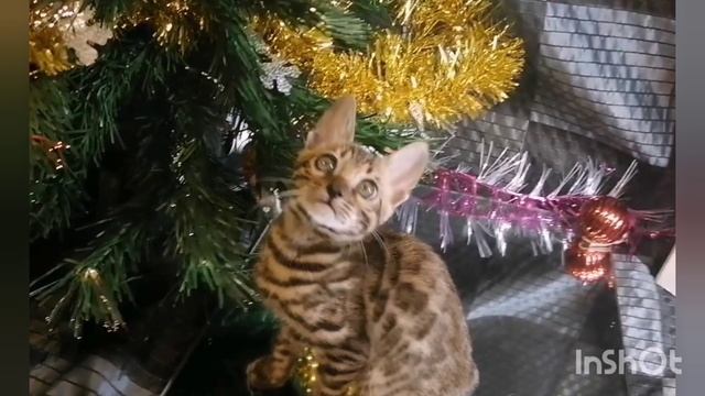 Рождественская распродажа, бенгальские котята
