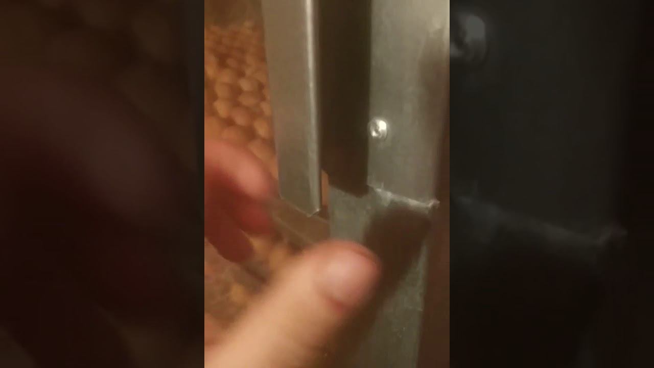 как вылупляются цыплята