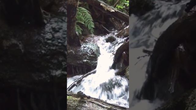 Remote Stream In The Forest  In Germany, Relaxing Water Sound #nature #relaxing #naturesounds