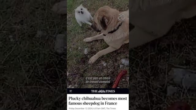 1734267550656.mp4