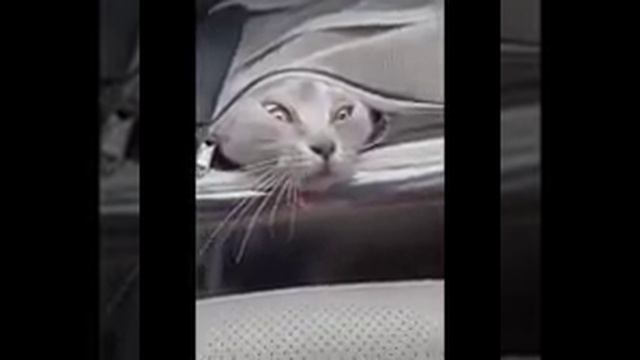 милота и красота