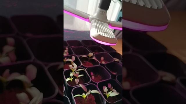 Как вырастить рассаду, чтобы она не вытягивалась #shots