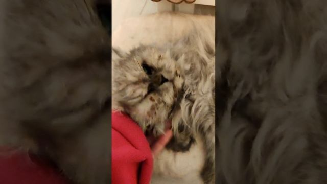 Вот что значит "упасть мордой в тарелку". Это Шерри и ей скоро 20 лет и у неё мозжечковая атаксия