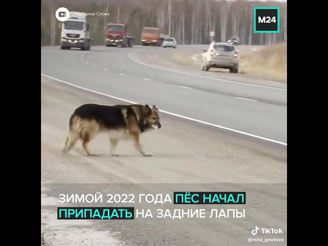 Собака - самый преданный друг человека