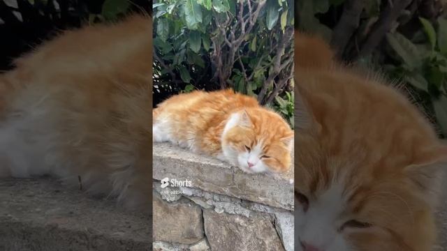 Рыжий котик #котики #милашки #shorts #котики #Mr:пушистик #собачки