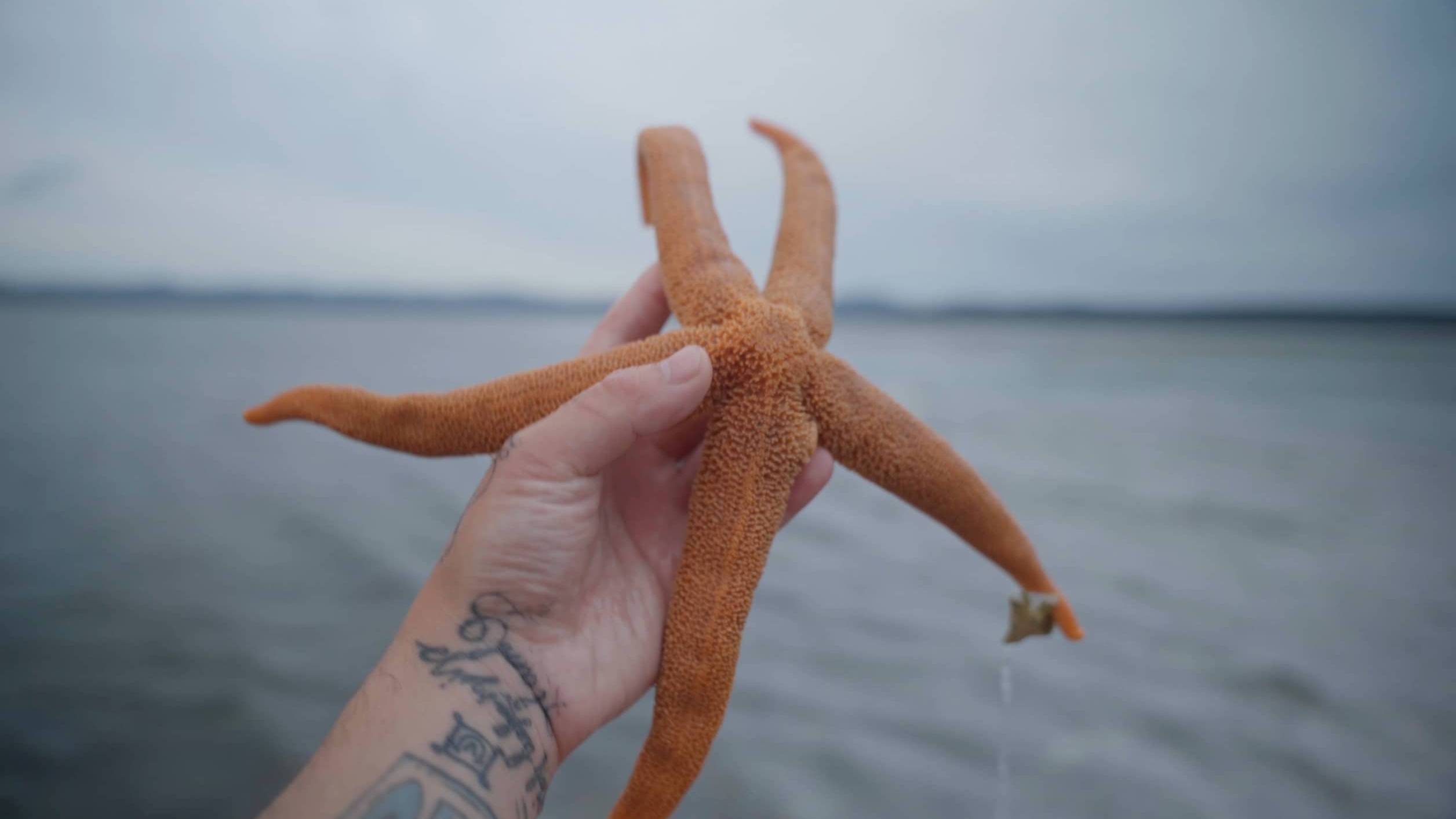 Сахалин , Лагуна Буссе, устрицы и морские ежи, гребешки
