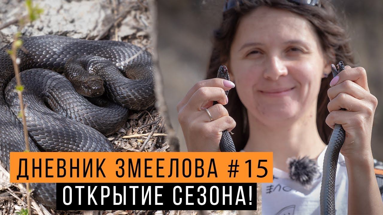 ОТКРЫТИЕ сезона! Первые ГАДЮКИ и ЯЩЕРИЦЫ — Дневник змеелова #15 / Змеелов - ученый