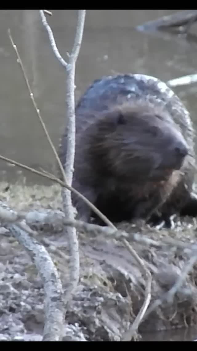 Бобер
