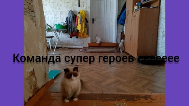 мои котики в 2024 году