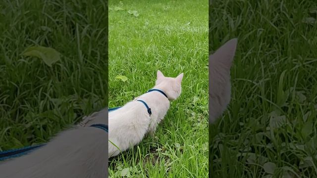 Первая прогулка в парке. #котята