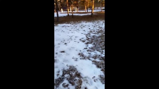 Первый дом сгорел, построим новый. Обзор участка.