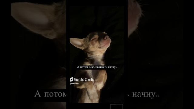 Дела домашние..