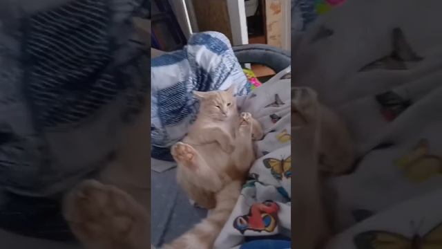 scene_output.mp4