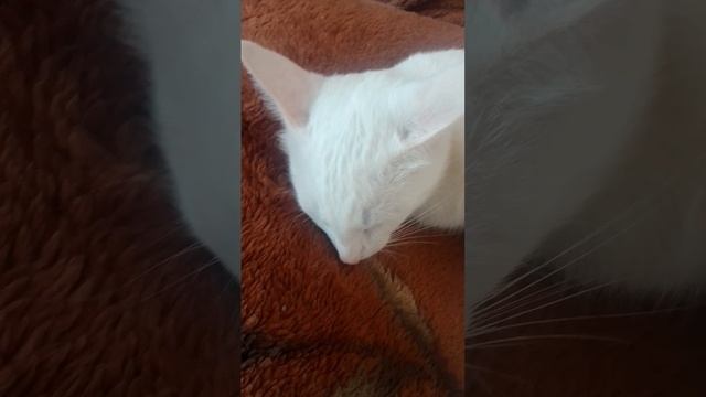 Котики😻