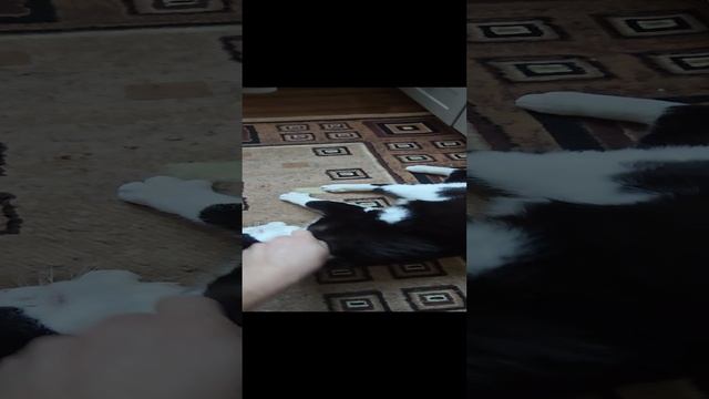 кот муркает