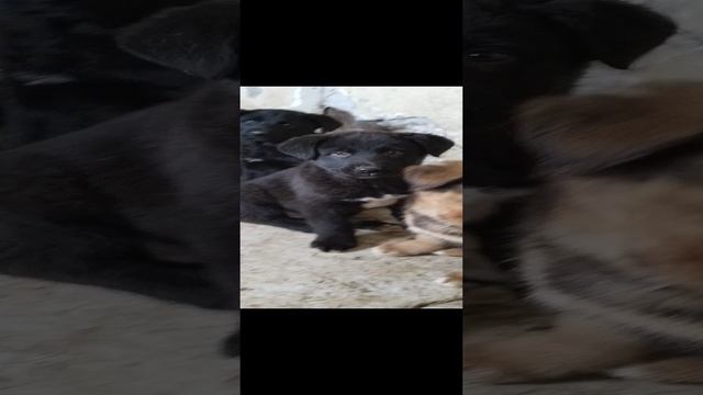 щенки бесплатно в добрые руки. из благородных пород