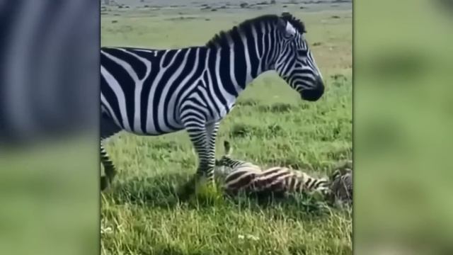 Дикий Тигр Снёс Ворота / Случаи с Животными 1 на 1000000 Снятые На Камеру