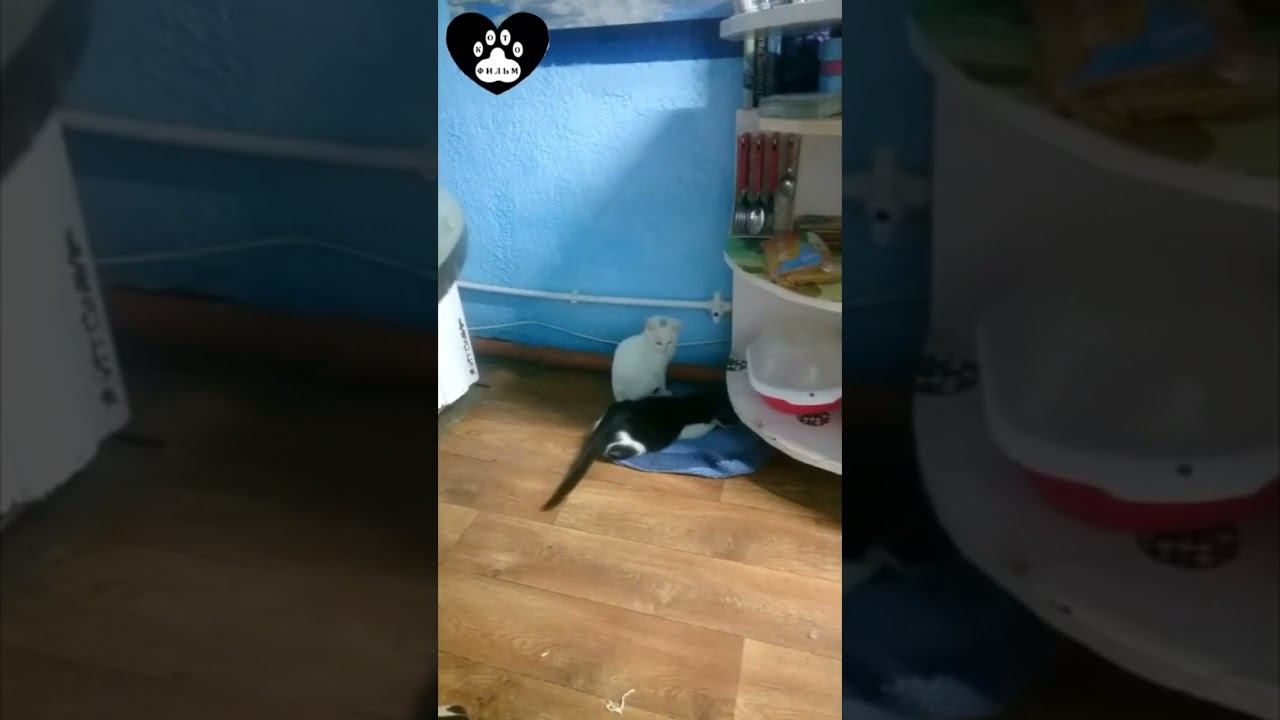 Это мой коврик