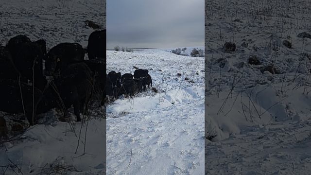 Пастбище в декабре