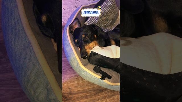 Анфиса в деле!