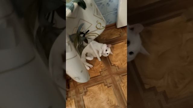Смотреть коте