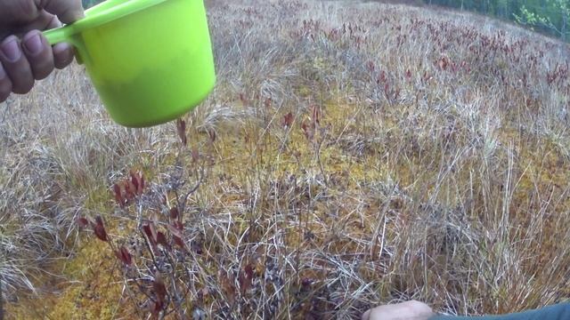 За клюквой!