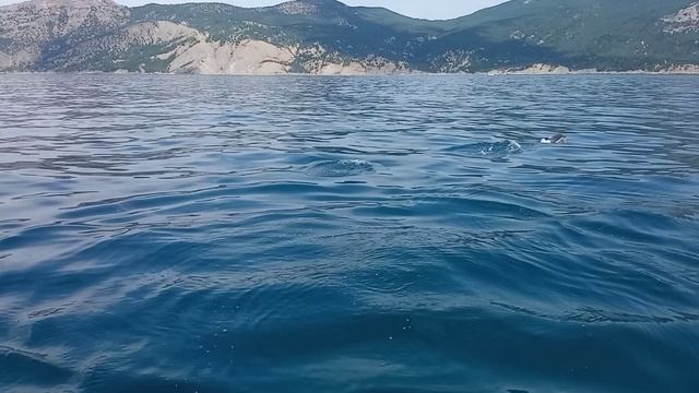 Однажды в России и дельфины. Подпишись !