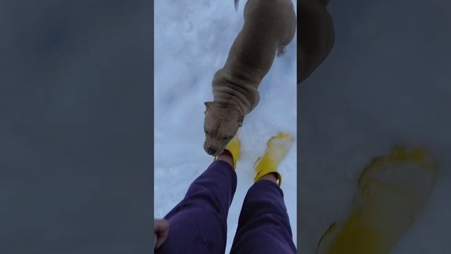 petal_20241214_094831.mp4