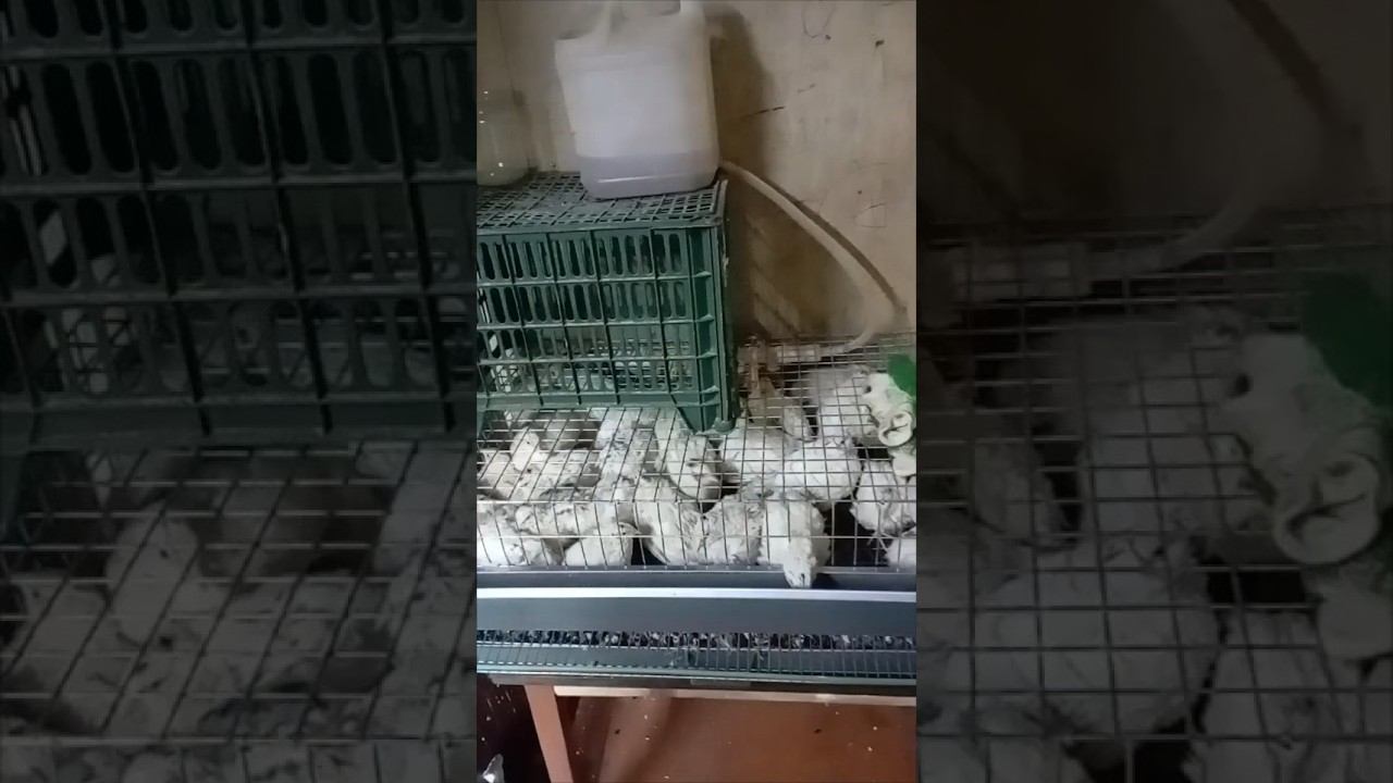 ЗАКАЗАЛА  КЛЕТКУ ДЛЯ ПЕРЕПЕЛОВ!