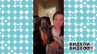 Трогательный доберман. Видели видео? Фрагмент выпуска от 15.12.2024
