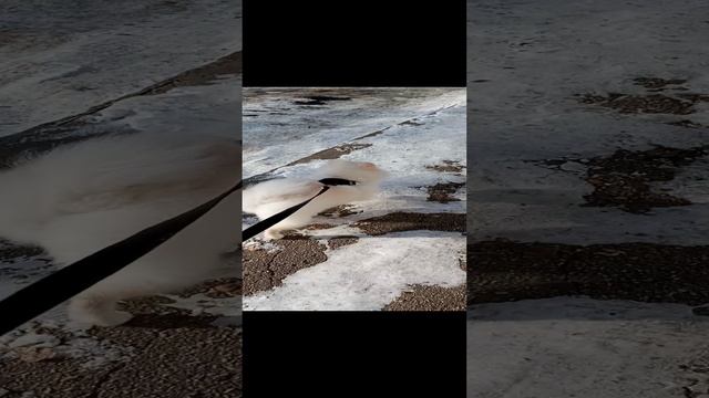 я гуляла с собакой