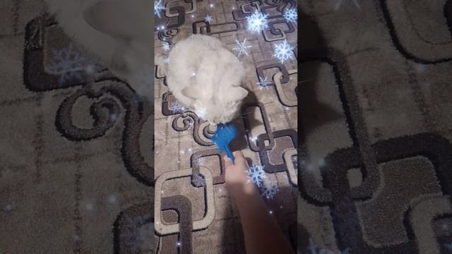 15-12-2024 Вычесываю Снежу