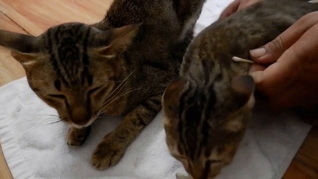 Ear cleaning cute cat  PICH Cat #11