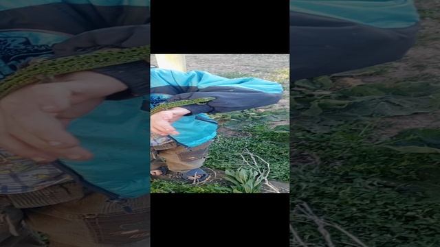 с ящеркой познакомился