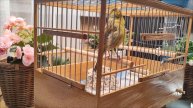 Кенар 2.2024г.Русская певчая канарейка. Лесной напев. ( russian Canary Orpheus\ канарче Орфей)