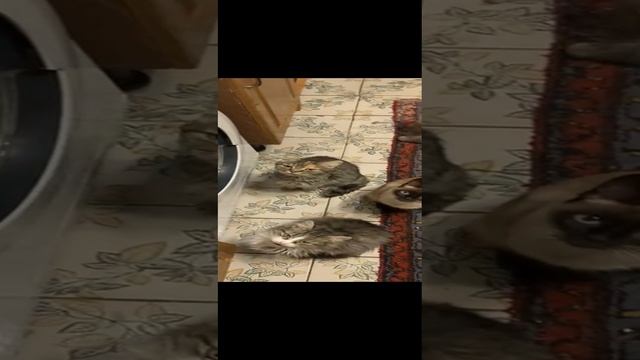 Коты Бдят!!!)