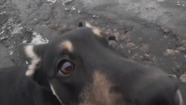Собака везде суёт свой нос.mp4
