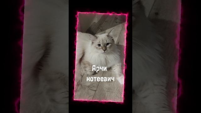 за стеснялся🕊️~|