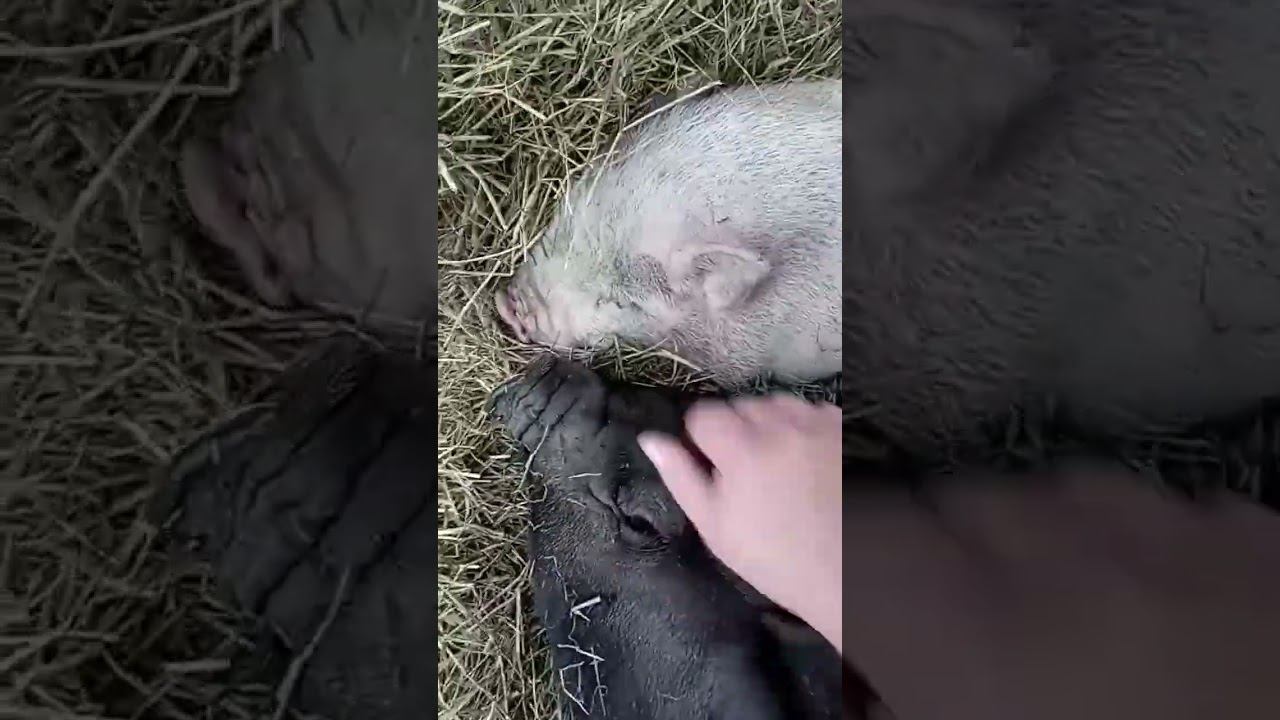 АСМР свинной часть 2 нажрались и кайфуют #piggy #pig