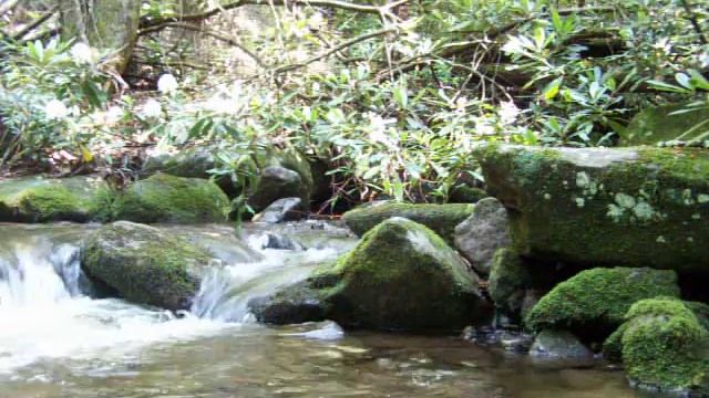 Relax now! A Smoky Mountain creek at a Quiet Walkway