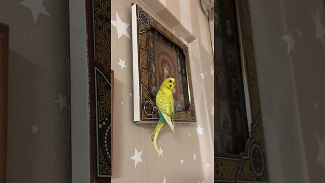 video_2024-12-15_15-30-15