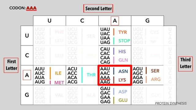 Protein Synthesis Revised