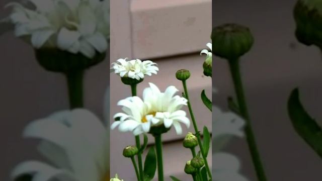 Ромашка. Дмитрий Шлапак