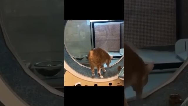 Маленькие котята, большие приключения!