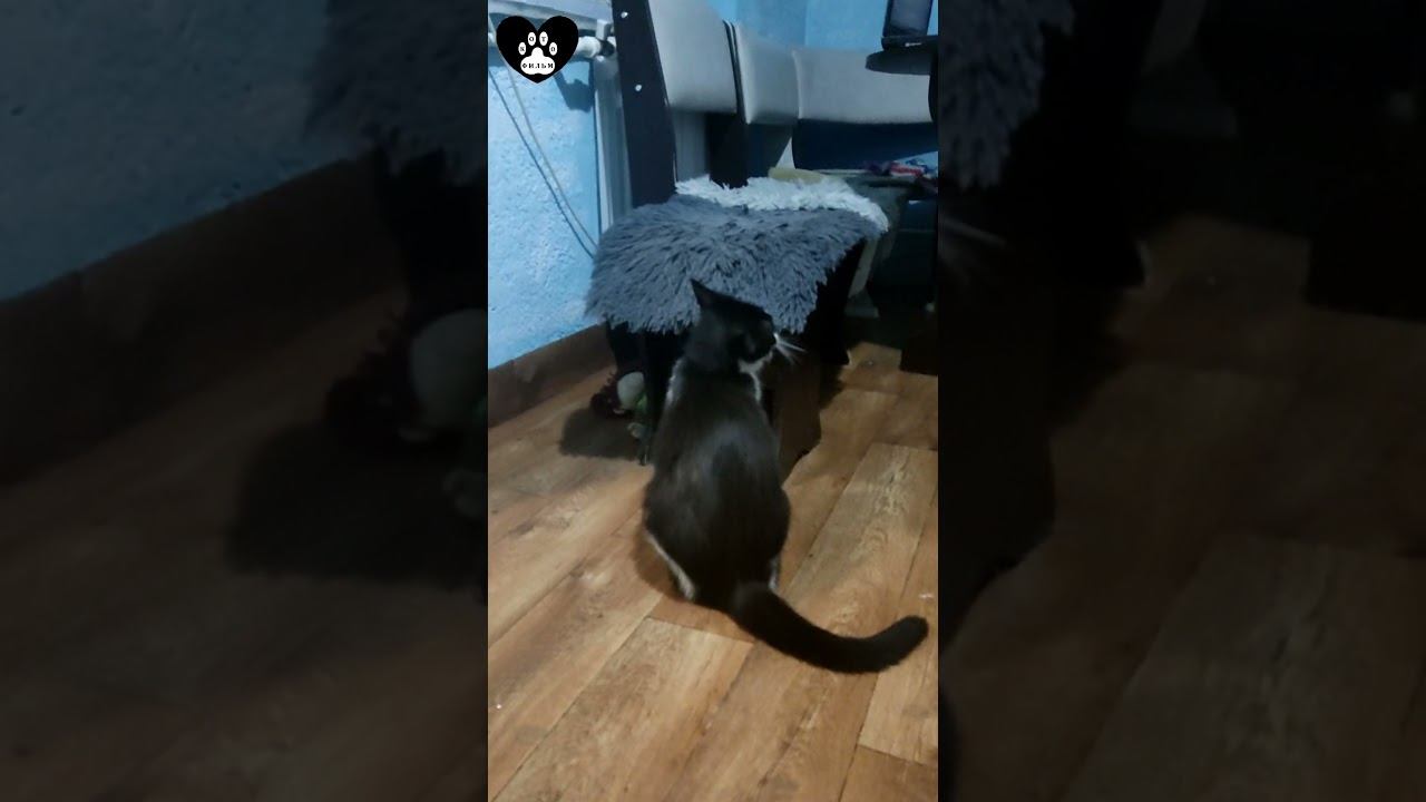 Фокус-покус