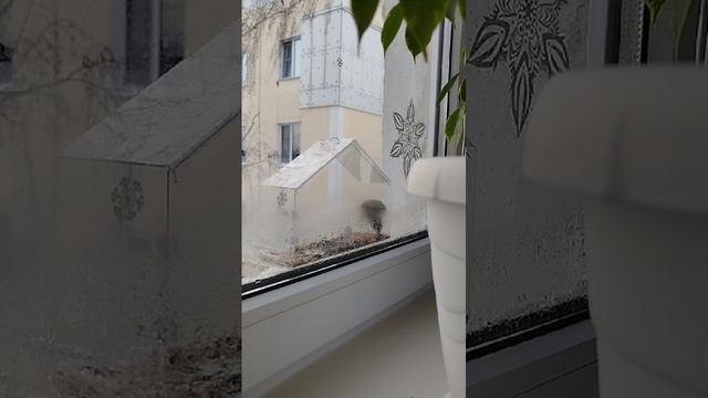 Купили прозрачную кормушку. Посмотрите, сколько  
у нас гостей каждый день.