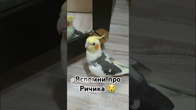 Снежок есть 🥰 а Ричика нету 😭 #кролик #папугай #грустно #мило.mp4